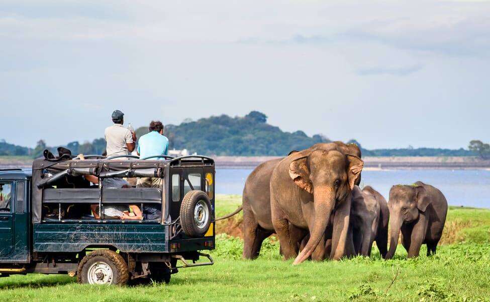 Day 9 Yala National Park Safari