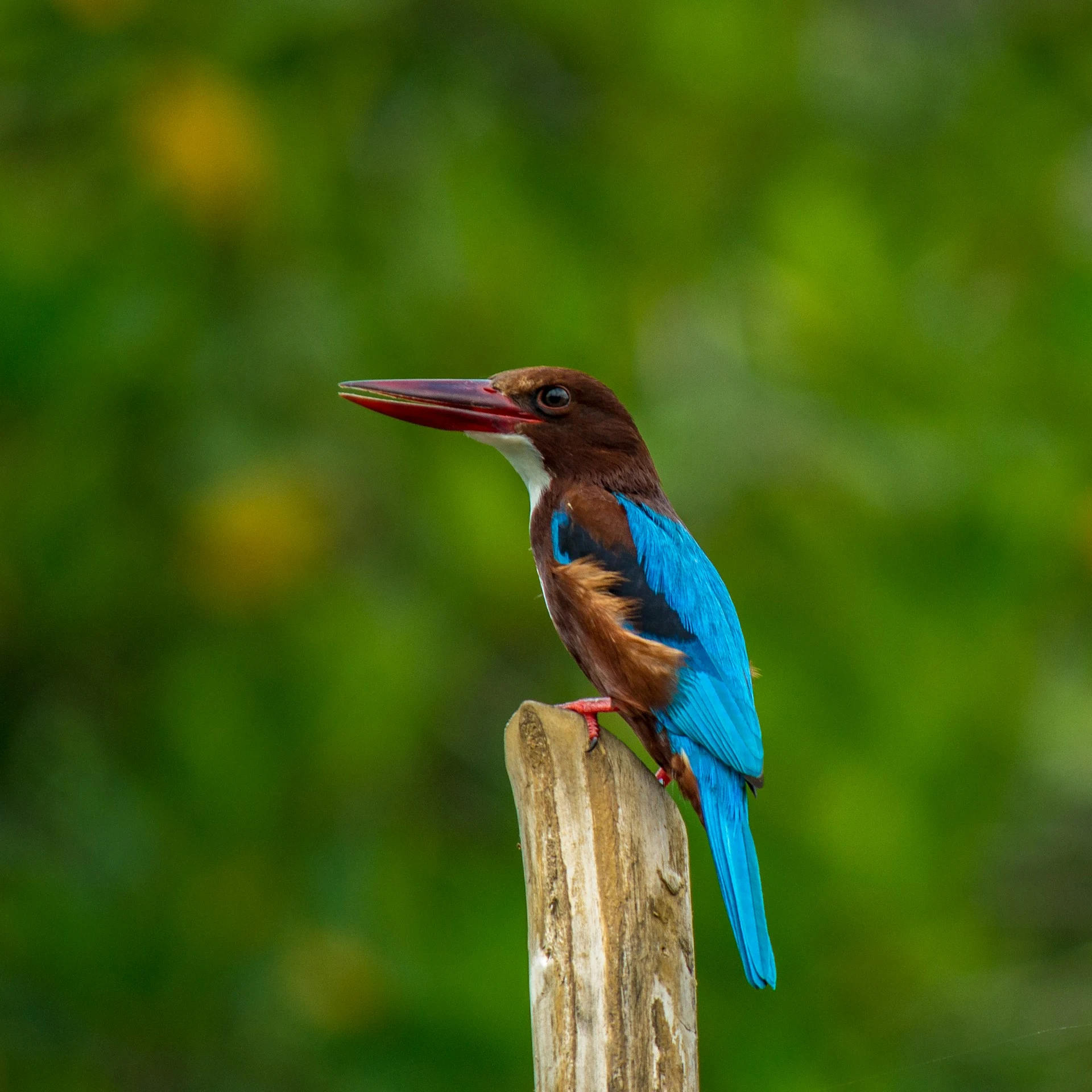 Bird Sri Lanka