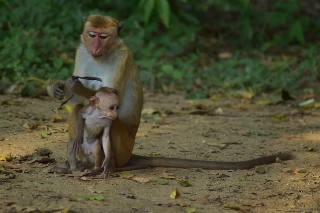 Sri Lanka Monkey