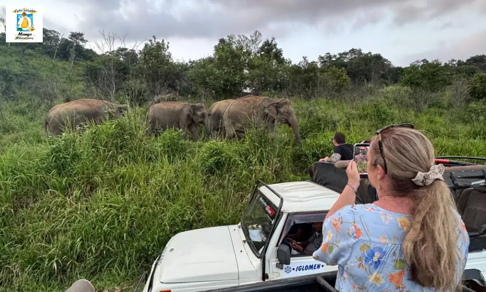 A traveler photographs a herd of wild elephants from a safari jeep in Yala National Park, Sri Lanka, as the elephants walk through lush green grasslands beneath a dramatic evening sky.