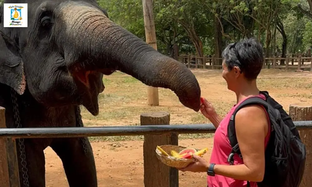 A solo traveler feeds a gentle elephant fresh fruit at an elephant sanctuary in Sri Lanka, enjoying a close wildlife encounter while carrying a backpack in a peaceful natural setting.
